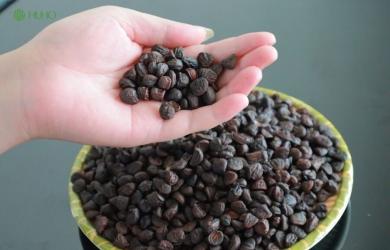 Loại gia vị vàng ròng ở Việt Nam, từng có giá 600.000 đồng/kg, nhà nào cũng nên có
